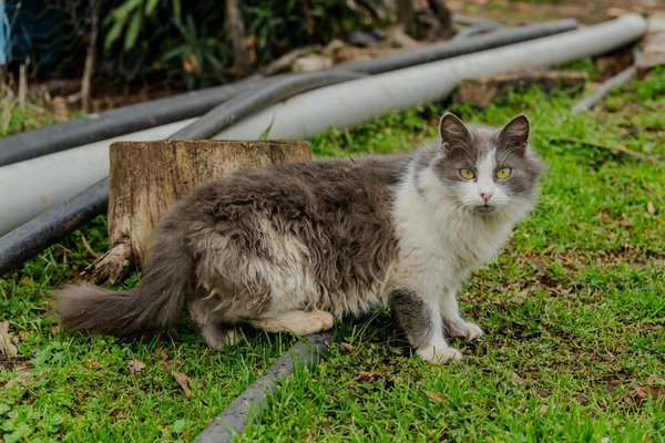 How Can Lifestyle Choices Influence Pregnancy Outcomes?